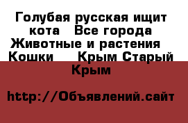 Голубая русская ищит кота - Все города Животные и растения » Кошки   . Крым,Старый Крым